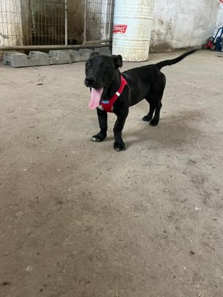 Pfiffige kleine Hanni wartet in Springe