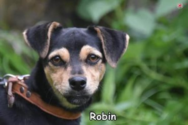 Robin
