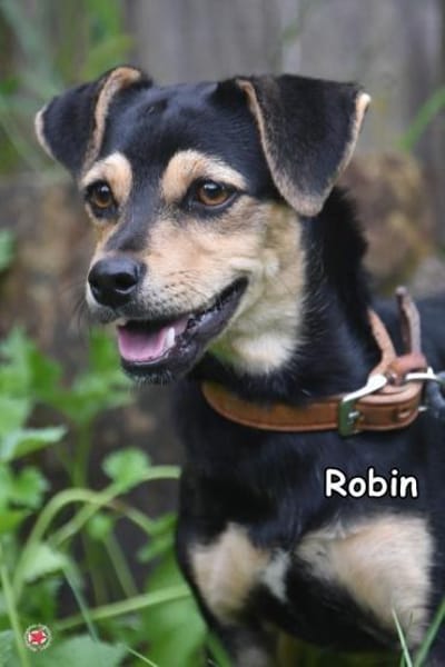 Robin