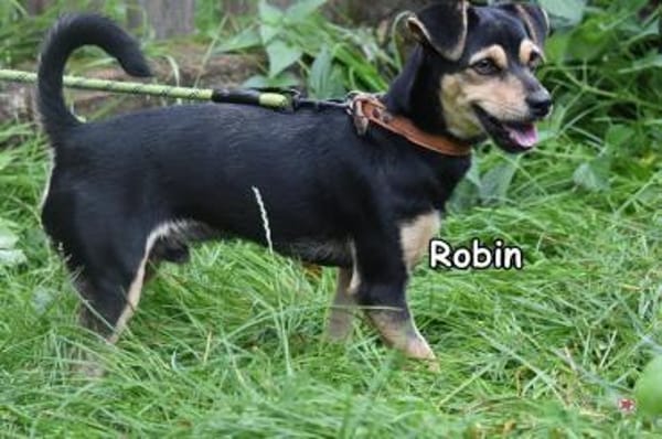 Robin