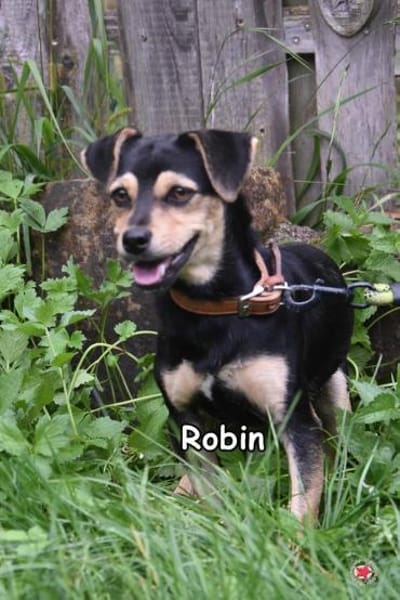 Robin