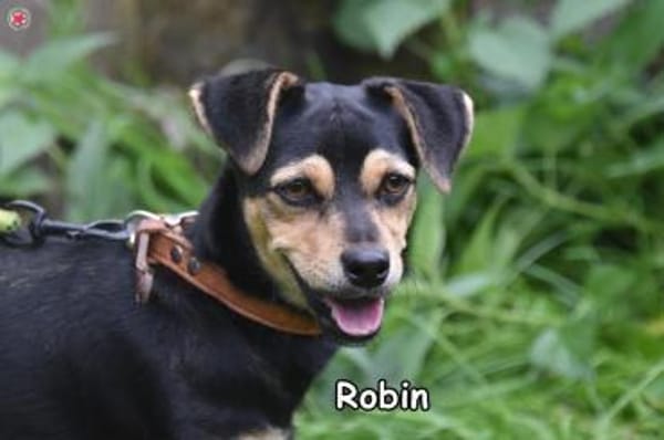 Robin