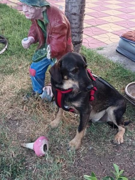 Emo ein toller Faniienhund