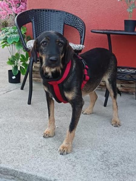Emo ein toller Faniienhund