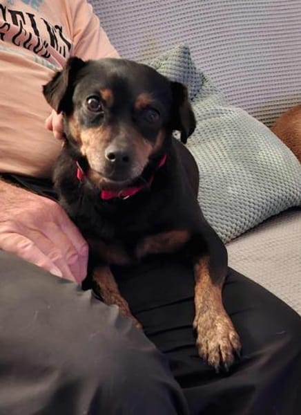 Romeo - ein lieber freundlicher Hund