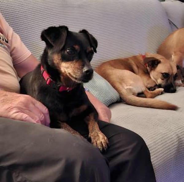 Romeo - ein lieber freundlicher Hund