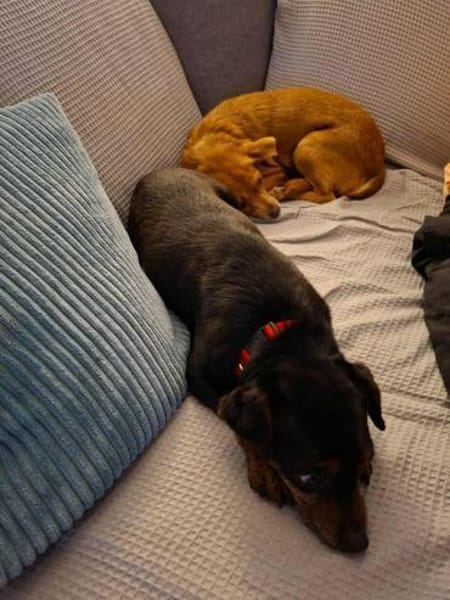 Romeo - ein lieber freundlicher Hund