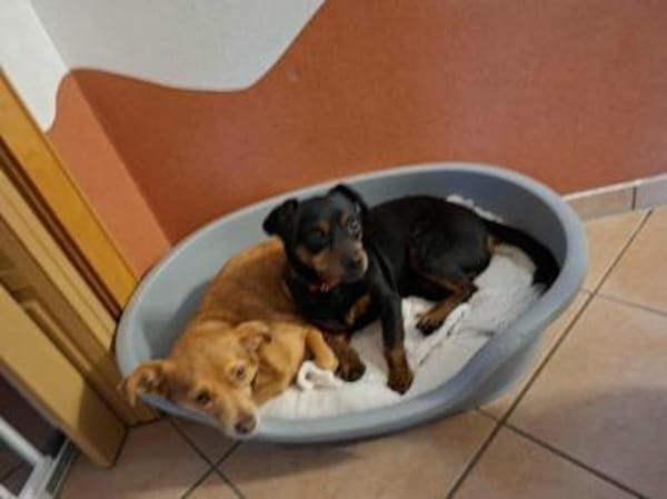 Romeo - ein lieber freundlicher Hund