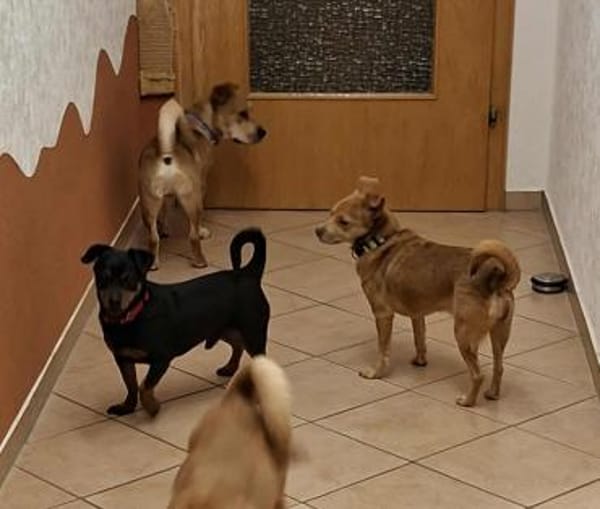 Romeo - ein lieber freundlicher Hund