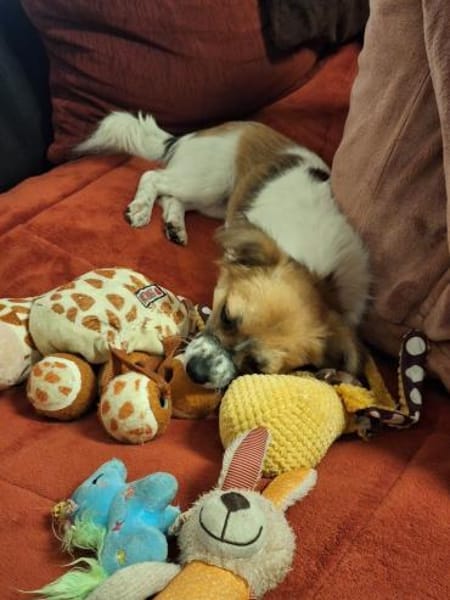 STELLA sucht ihr Glück