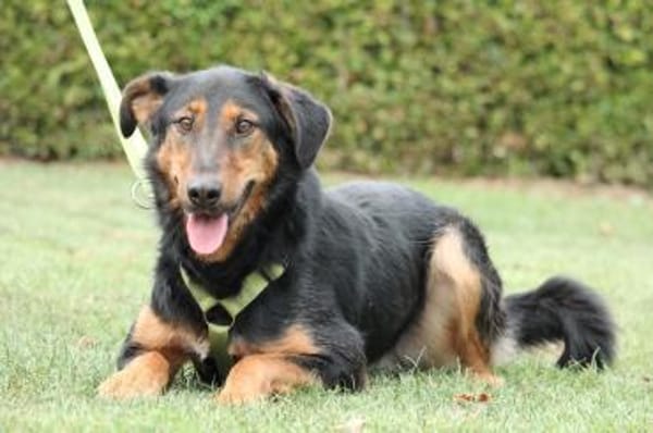 Jerry ein Traum von Hund ...