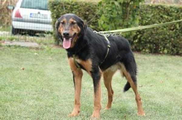 Jerry ein Traum von Hund ...