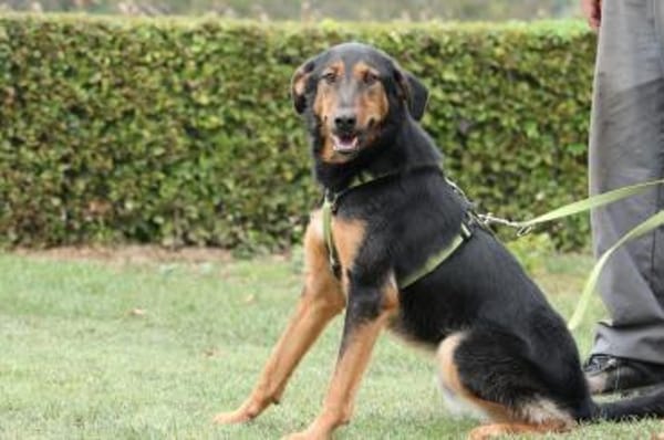 Jerry ein Traum von Hund ...
