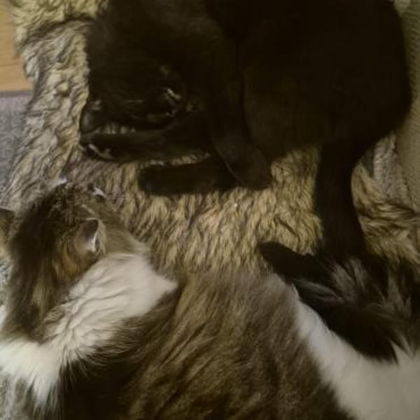CASPI & SUGGI suchen ein Zuhause