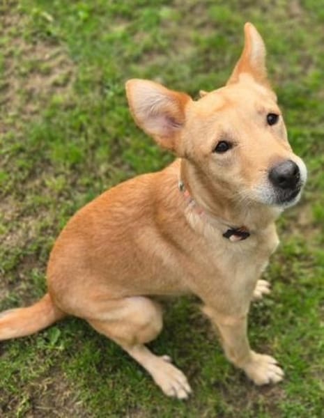 Hundejunge BONI