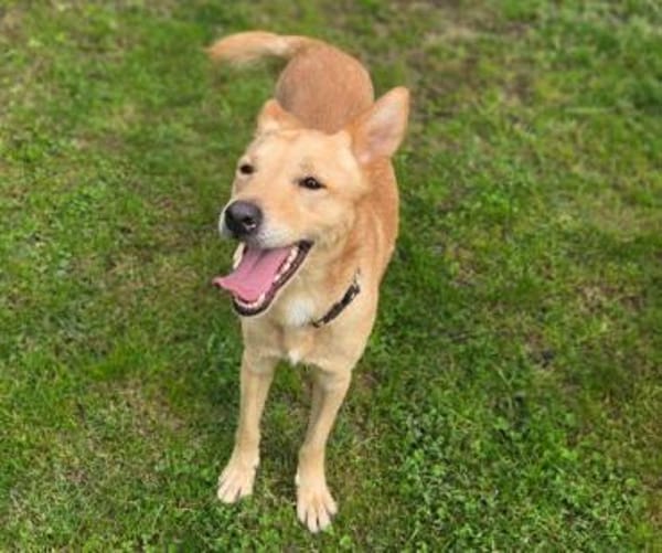 Hundejunge BONI