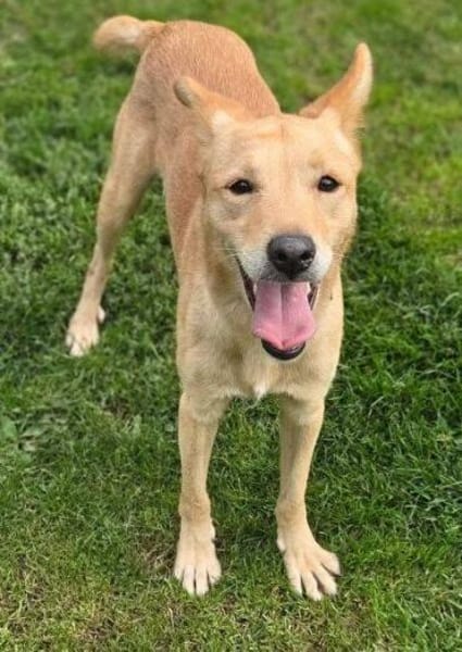 Hundejunge BONI