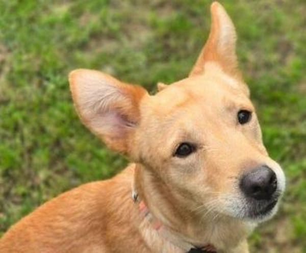 Hundejunge BONI