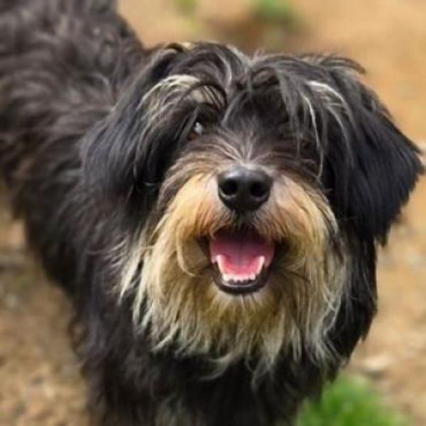 Kleine DIXIE sucht Zuhause