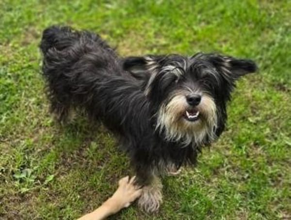 Kleine DIXIE sucht Zuhause