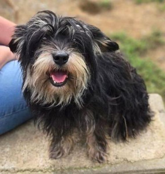 Kleine DIXIE sucht Zuhause