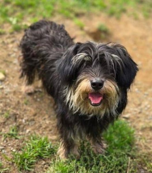 Kleine DIXIE sucht Zuhause