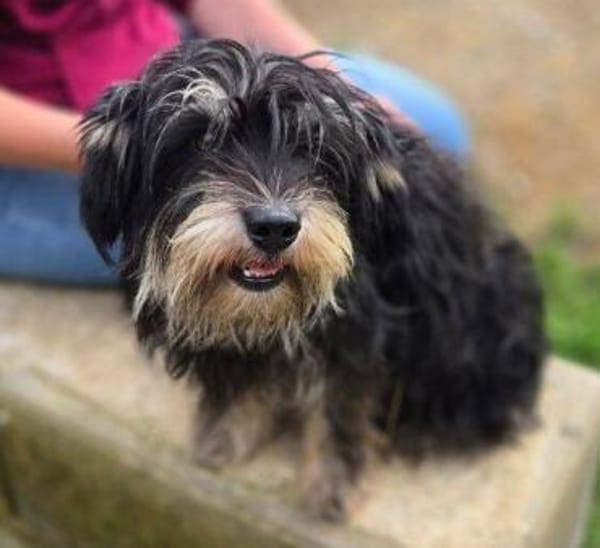 Kleine DIXIE sucht Zuhause