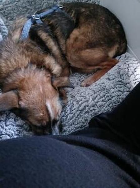 Sophie sucht ihr Glück