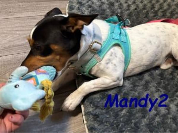 NOTFALL Mandy2 - kleiner Terrier Mix! DE