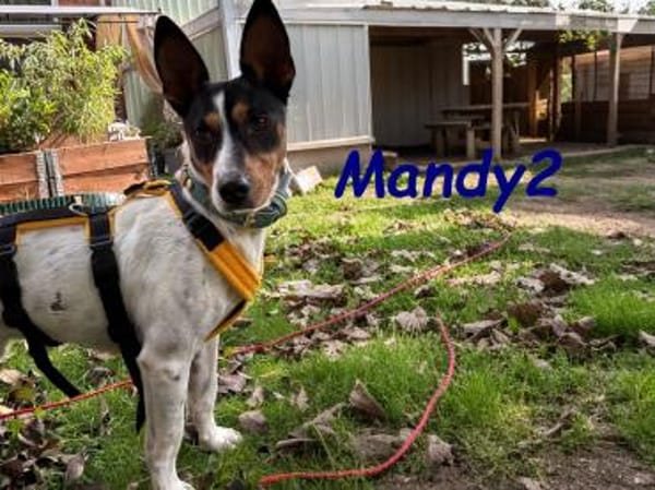 NOTFALL Mandy2 - kleiner Terrier Mix! DE