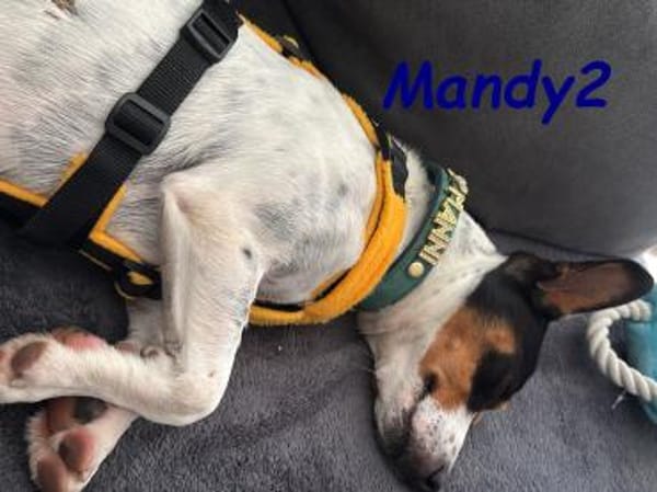 NOTFALL Mandy2 - kleiner Terrier Mix! DE