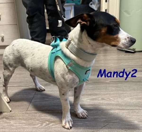 NOTFALL Mandy2 - kleiner Terrier Mix! DE