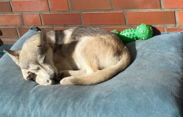 💕Skadi💕 sucht eine liebe Familie🐾💕🐾