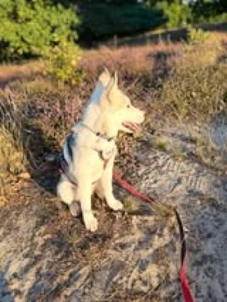 💕Skadi💕 sucht eine liebe Familie🐾💕🐾