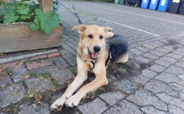 Griffin wartet in seiner Pflegestelle