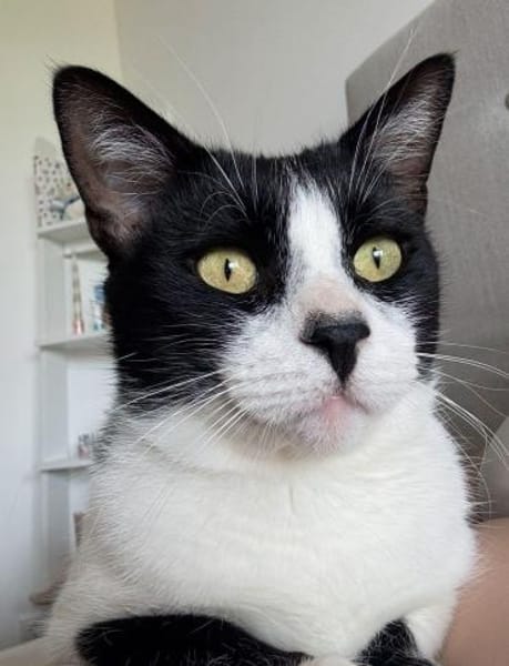 Zuhause gesucht für Balu