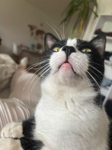Zuhause gesucht für Balu