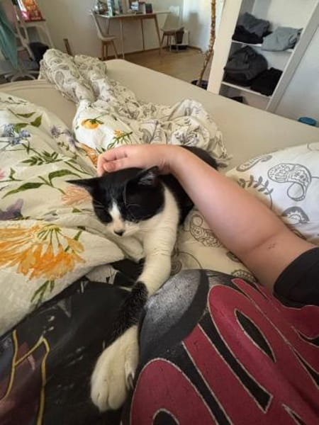 Zuhause gesucht für Balu