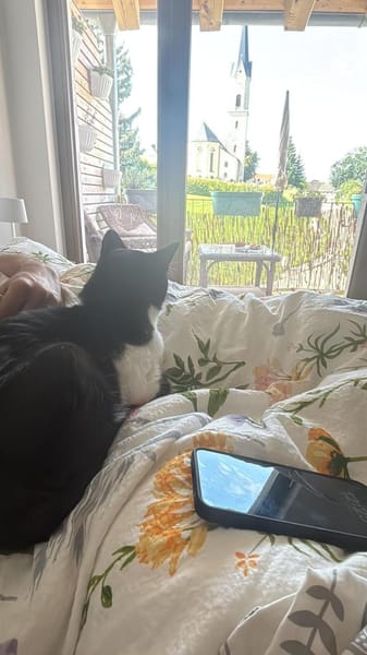 Zuhause gesucht für Balu