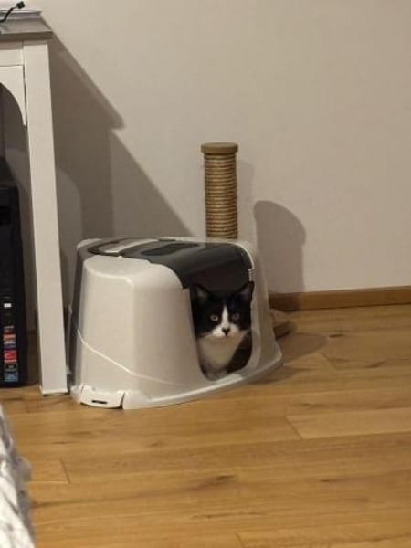 Zuhause gesucht für Balu