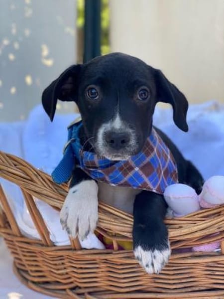 Milo, Labrador Mix Welpe