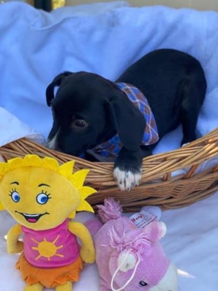 Milo, Labrador Mix Welpe