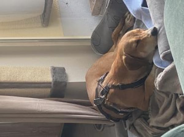 Zuhause gesucht für Junior