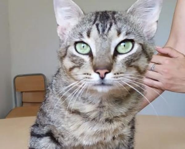 Angel (FIV+) - schöner, lieber Tiger