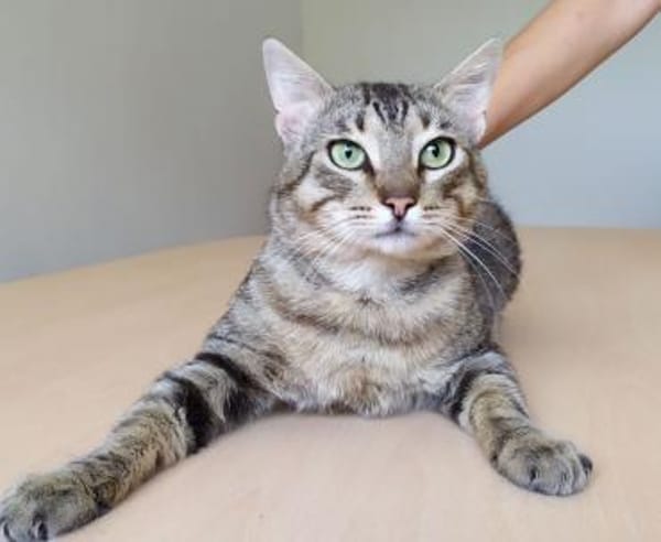 Angel (FIV+) - schöner, lieber Tiger