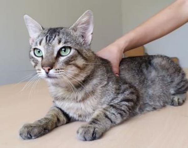 Angel (FIV+) - schöner, lieber Tiger