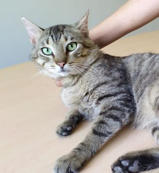 Angel (FIV+) - schöner, lieber Tiger