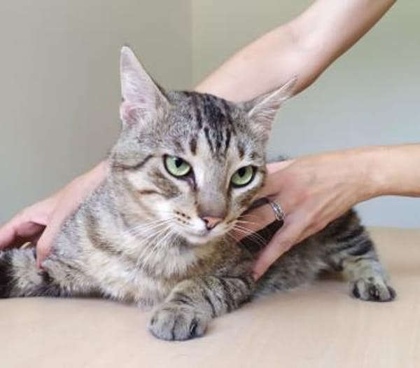 Angel (FIV+) - schöner, lieber Tiger