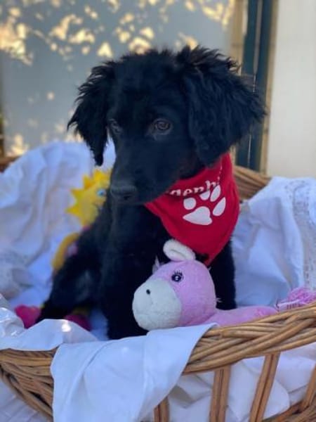 Bari - kleiner Labrador-Mix Welpe