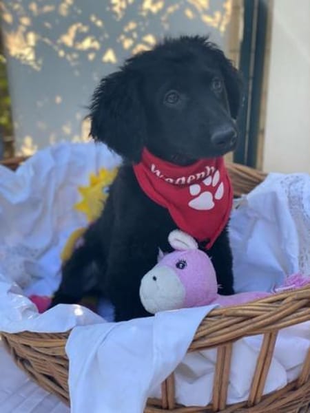 Bari - kleiner Labrador-Mix Welpe